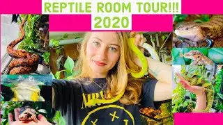 Reptile Room Tour Summer 2020