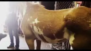 Heaves (COPD) in a Horse