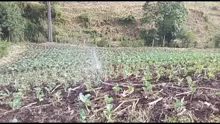 Sukuma wiki irrigation