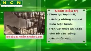 Điều trị bệnh nhiễm khuẩn Ecoli ở Ngan v&agrave; Bồ C&acirc;u