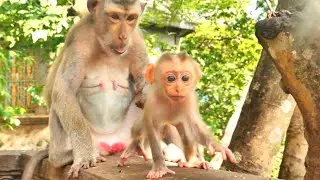 Powerful Mother Barry Warns Poor Mother Monkey for Rejecting Her Baby