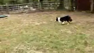 Quantum Leap's Shepherd's Shep dog breaking young lambs
