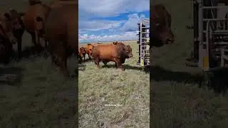 Livestock Import Export  +998917703399 #cow #agro #livestock #farming