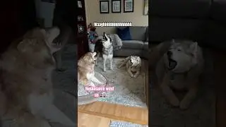 NEVER &ldquo;shush&rdquo; a husky 😅 #shorts #dogs #howling #huskylife #funnydog #comedy #lol #humor #puppy
