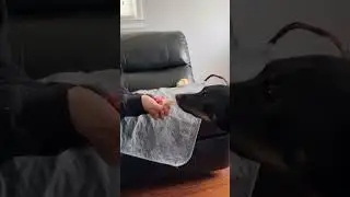 Trying Out Pet Dental Wipes | The Pack