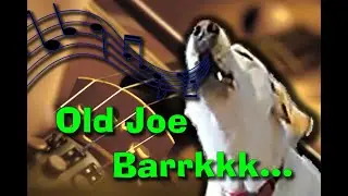 Dog Loves Fiddle Music! But only if it's fast.