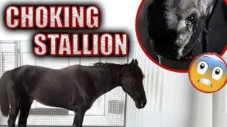 Choking Stallion - Horse Shelter Heroes S4E40