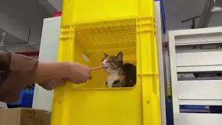 LOOK!Little surprise in the open box #plastic #box #cat