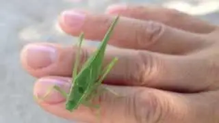 Green Leaf Bug