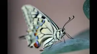 BIOVID Entomofauna - Episodio 4: Biodiversidad de mariposas. Familias Papilionidae y Hesperiidae.