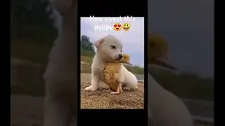 cute puppy/Puppy with duck/cute dog love and care with love#cute #cuteanimal#viral#puppy#dog #short