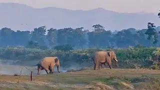 Elephant at Dalgaon. #dalgaon #Jateswar #falakata  #northbengal #elephant #dooars #wildlife 
