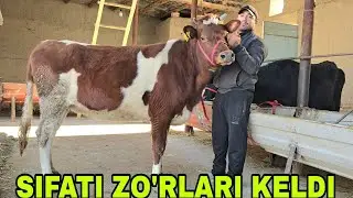 Yangi yilning 1 chi videosi Azizbek va Boburjondan yangi partiya bo'g'ozlar 1 января 2026 г.