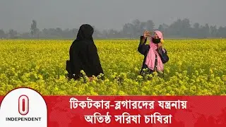 সৌন্দর্য দেখতে এসে সর্বনাশ, টিকটকারদের দাপটে বিপাকে চাষিরা | TikToker | Independent TV