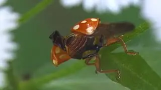 곤충!! 몸단장 Insect! Grooming