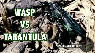 Wasp hunting tarantula in Kruger National Park