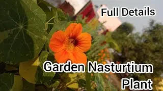 Garden Nasturtium Plant // Full Details // #natural_things #oneworldvlogs