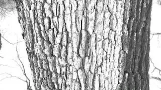 The Words of Trees (2020) &ndash;&nbsp;Stereo Fixed-Media