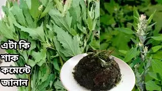 #village_cookig নিজের হাতে তুলে আনা শাক রান্না করলাম গ্ৰাম বাংলা রেসিপি 
