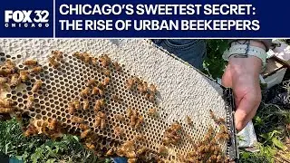 Bees in Chicago: How urban beekeepers are impacting the city