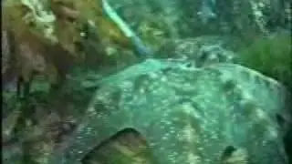 Dusky Sound Shipwreck
