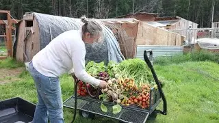 ShedWars21: Harvesting  beets, greens, Carrots'  garlic all into the pantry for winter months.