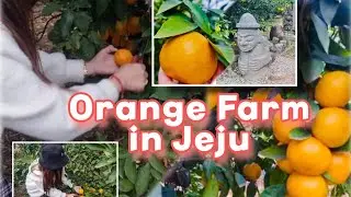 🍊Tangerine!!!🍊November-Febraury is prime Orange-picking orchards around Jeju💕