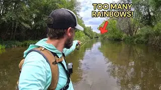 I Caught TOO MANY Trout in this Creek...