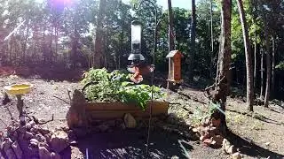 First Attempt capturing the Birds on video