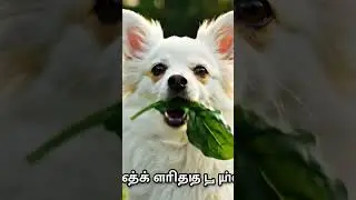 #dog #spinach #healthy #animals #food #power #daily #moringa #green #raw #nutrition #benefits #good