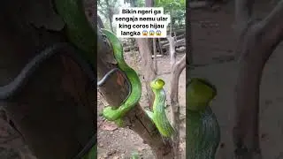 Ular yang sering dicari kolektor king koros hijau langka 😱 #shorts #feedshorts #fypシ゚viral