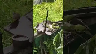 Birds Team Eating | 😮 | #birds #birdsvideo #birdseating