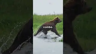 Speed Giants - The Surprising Agility of Bears #a #bearlife #animaleducation #animals #animalfacts