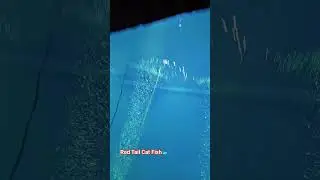 Red Tail Cat Fish 🤩🤩#beautiful #fish #likeandsubscribe