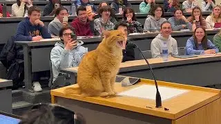 When Cats Are Being Total Little Humans 😂 Funny Cat Videos