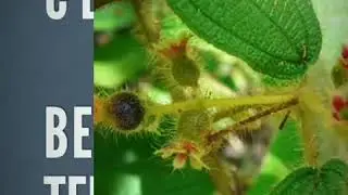 Clidemia hirta,the hidden berry