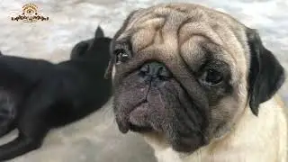 Dogs chase around the house when they see people or other dogs out of. The fence