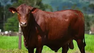 LOTE: 10 - BARA 2077 - Leilão de Touros Senepol da Barra 2025