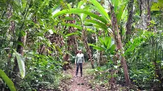BELIZE   Crooked Tree Wildlife, Hopkins, Mayflower Bocawina NP, Dengue Fieber, San Ignatcio