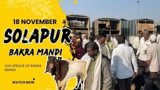 Solapur Bakra Mandi | 18 November  |2025[LiveUpdate] 