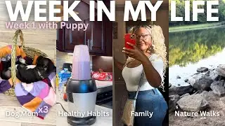Studying for contractors licenses with a NEW PUPPY😳| maintaining healthy habits as a dog momx3|vlog
