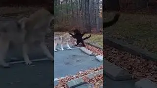 No Retreat Only Violent Advance? #wildanimals #animals #shorts #viral #nature