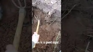 Ancient fire on the river discovered. #shorts #artifacts #youtubeshorts #fyp #history #outdoors