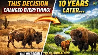 How 23 Bison Brought a Dead Land Back to Life | True Wildlife Story