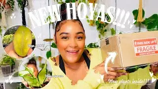I bought plants during winter ❄️&hellip;. | HOYA!! Haul 🌼Unboxing | New Plants ALERT ‼️+ Updates