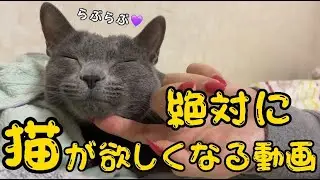 ロシアンブルーのかわいさで絶対に猫が欲しくなります。癒しの時間