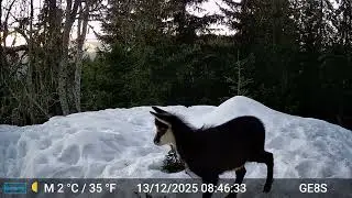 piège photo - jeune chamois (Savoie)