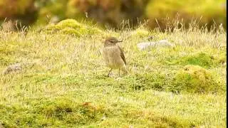 Shrike Tyrant Black billed == 828