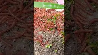 red millipede #shorts #shortvideo #youtubeshorts