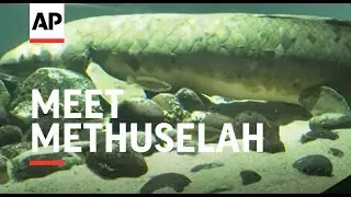 Meet Methuselah, likely oldest aquarium fish
